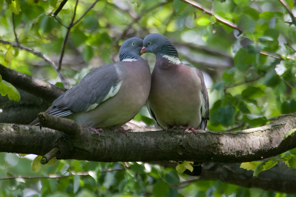 Wood PIgeons