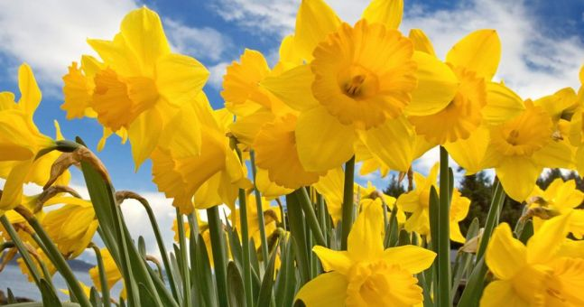 Daffodil Day