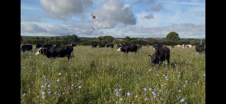 Herd grazing multi-species sward during the drought at Kevin O'Hanlon's organic dairy farm in County Wexford. Kevin is one of the Irish farmers involved in the Regen Ireland project.